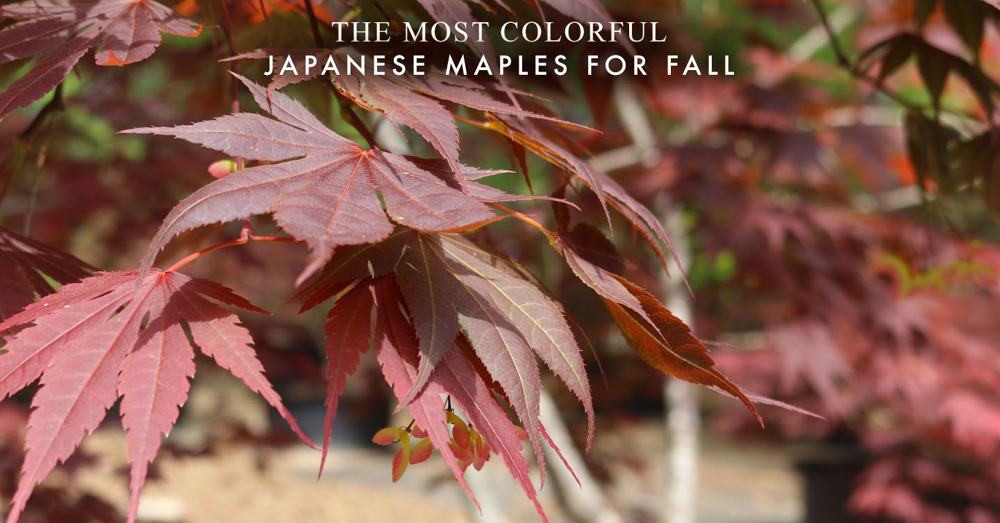 You are currently viewing The Most Colorful Japanese Maples for Fall