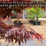 5 Tips for Picking the Best Type of Japanese Maple for Your Property