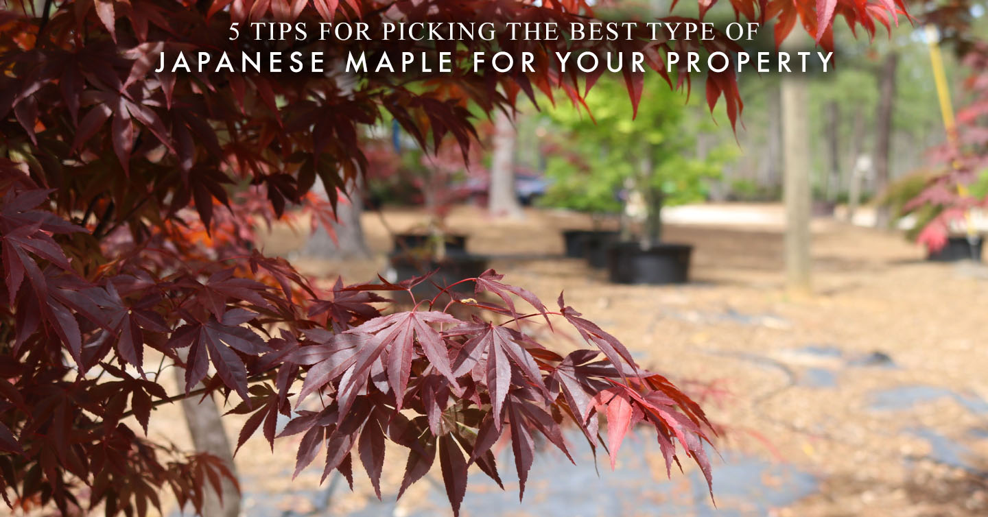 You are currently viewing 5 Tips for Picking the Best Type of Japanese Maple for Your Property