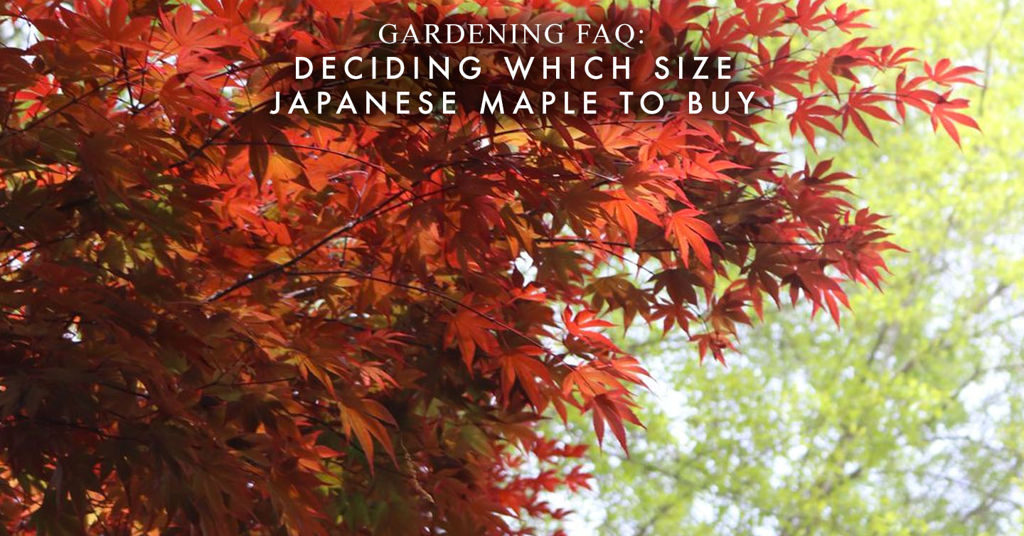 You are currently viewing Gardening FAQ: Deciding Which Size Japanese Maple to Buy