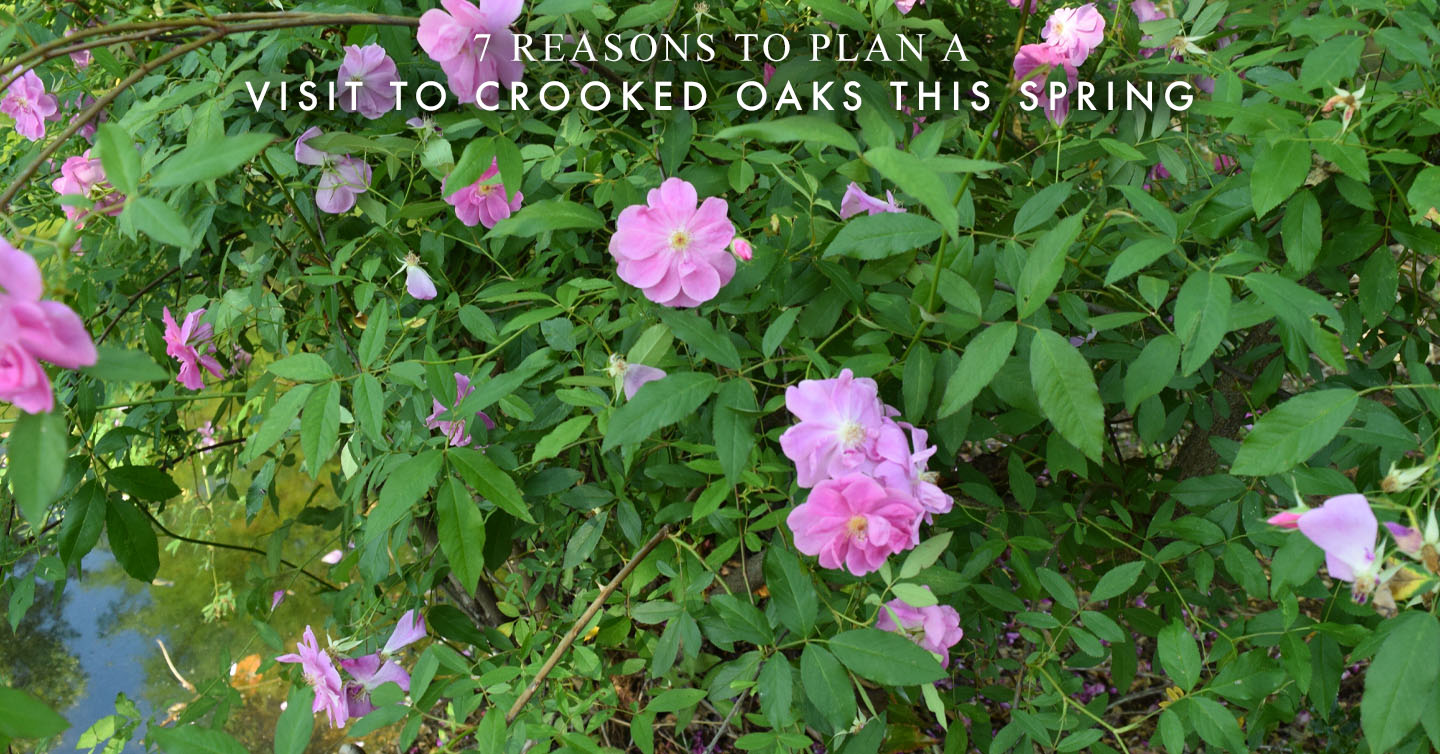 You are currently viewing 7 Reasons to Plan a Visit to Crooked Oaks This Spring