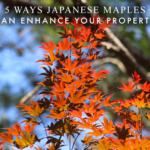 5 Ways Japanese Maples Can Enhance Your Property