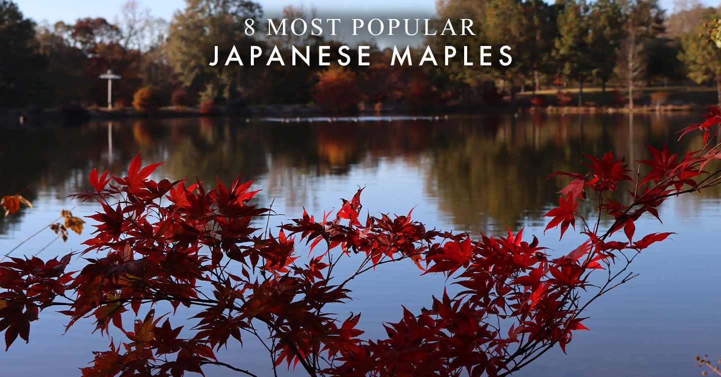 Read more about the article 8 Most Popular Japanese Maples