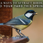6 Ways to Attract Birds to Your Yard This Spring